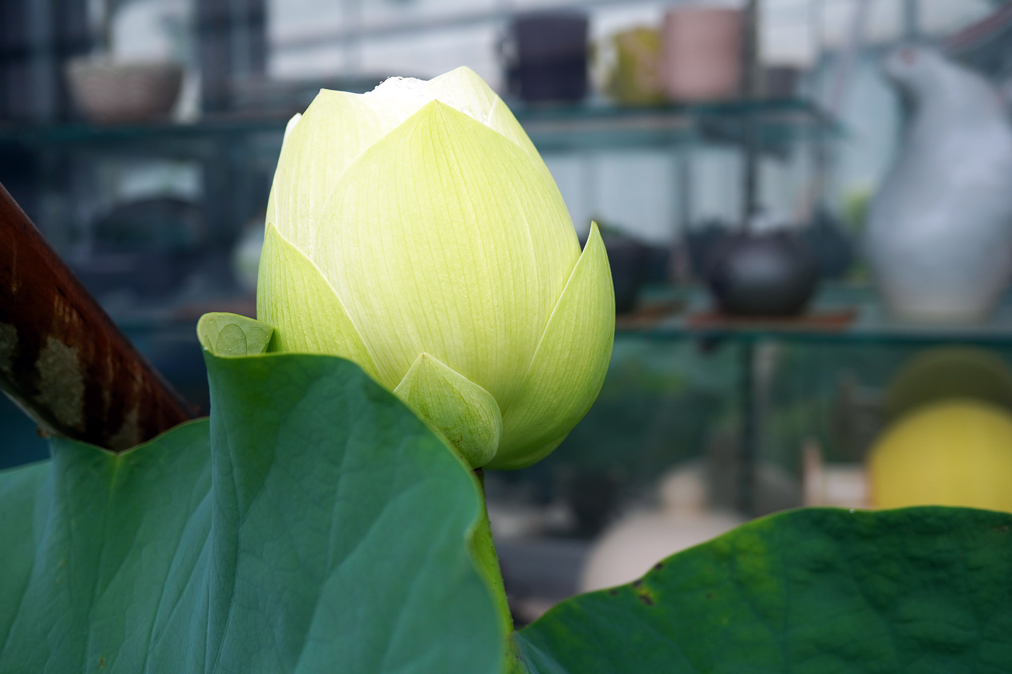 ハスの開花1日目
