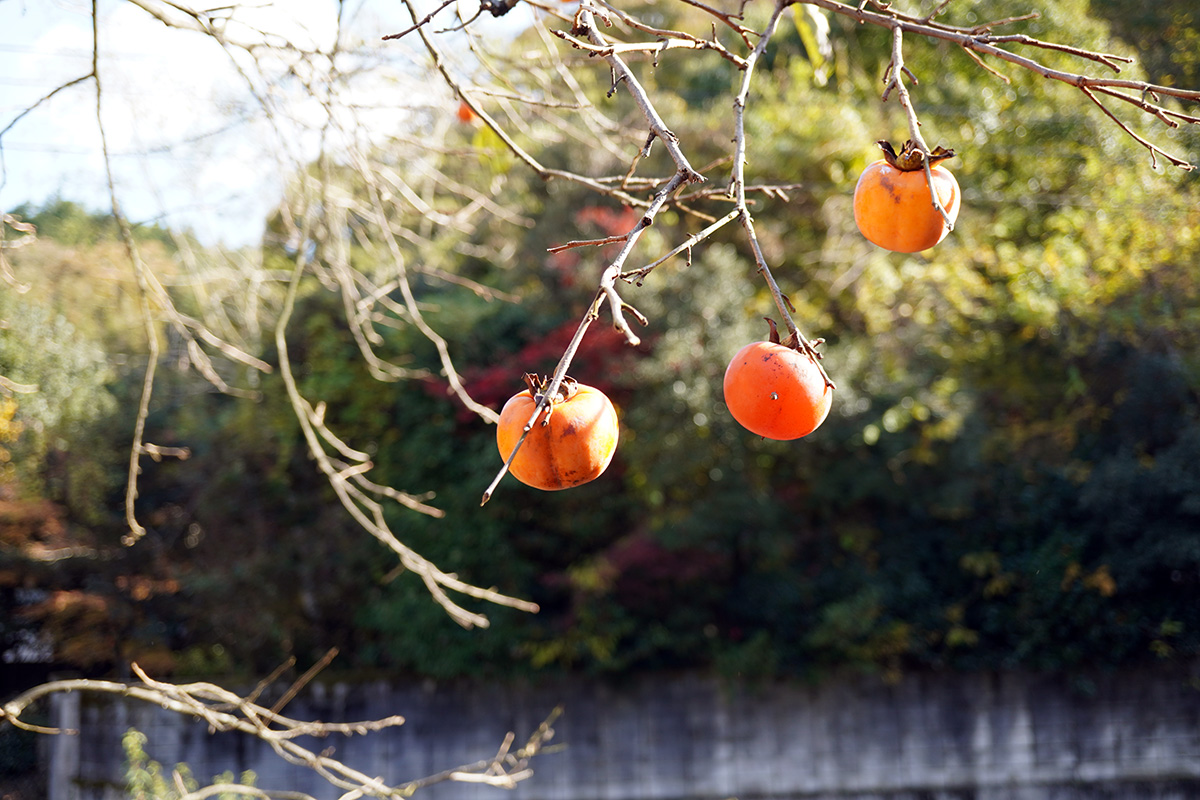 柿の実